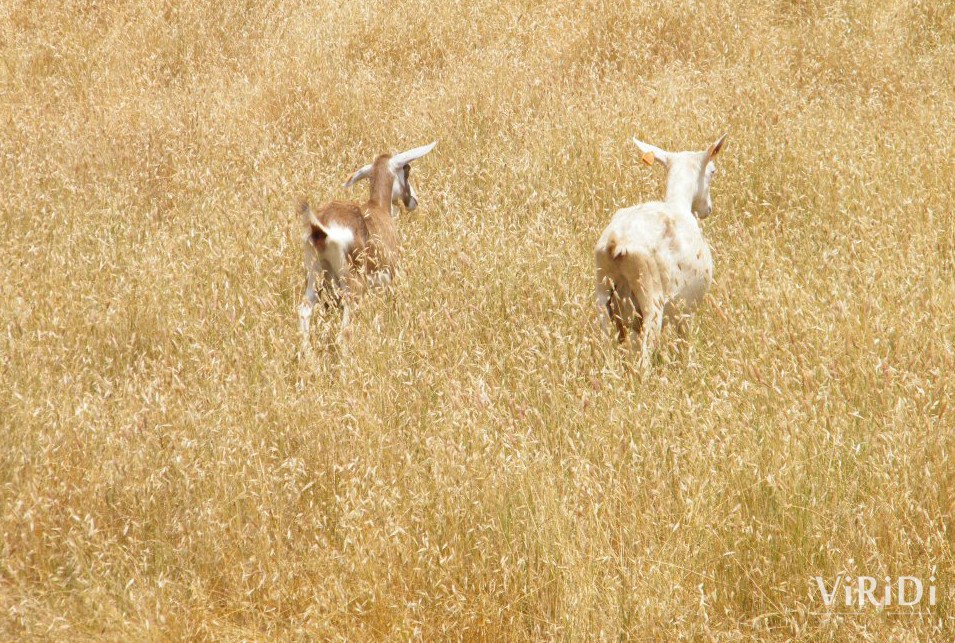 Vale do Rabaçal - Penela