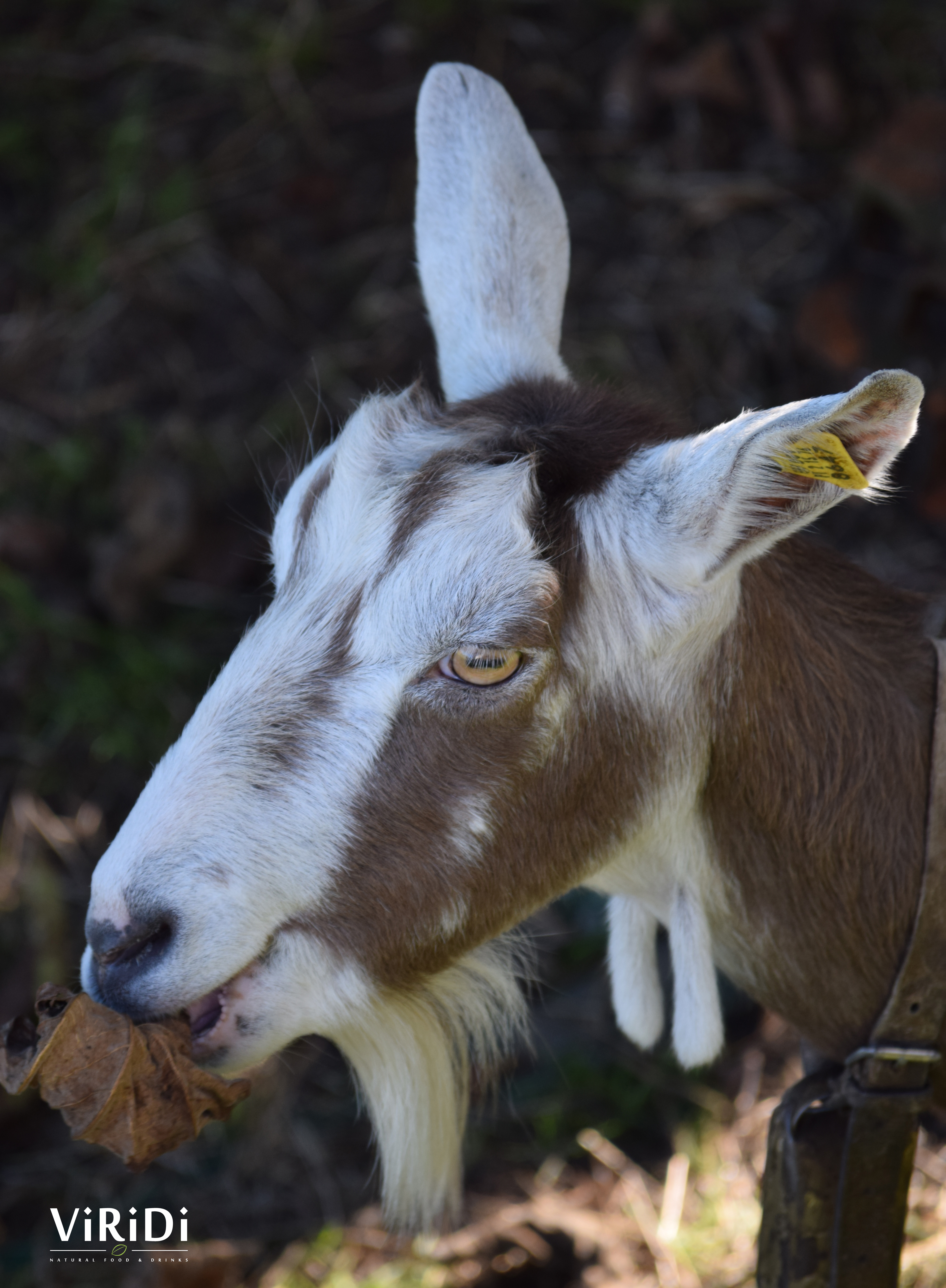 Fauna - São Sebastião