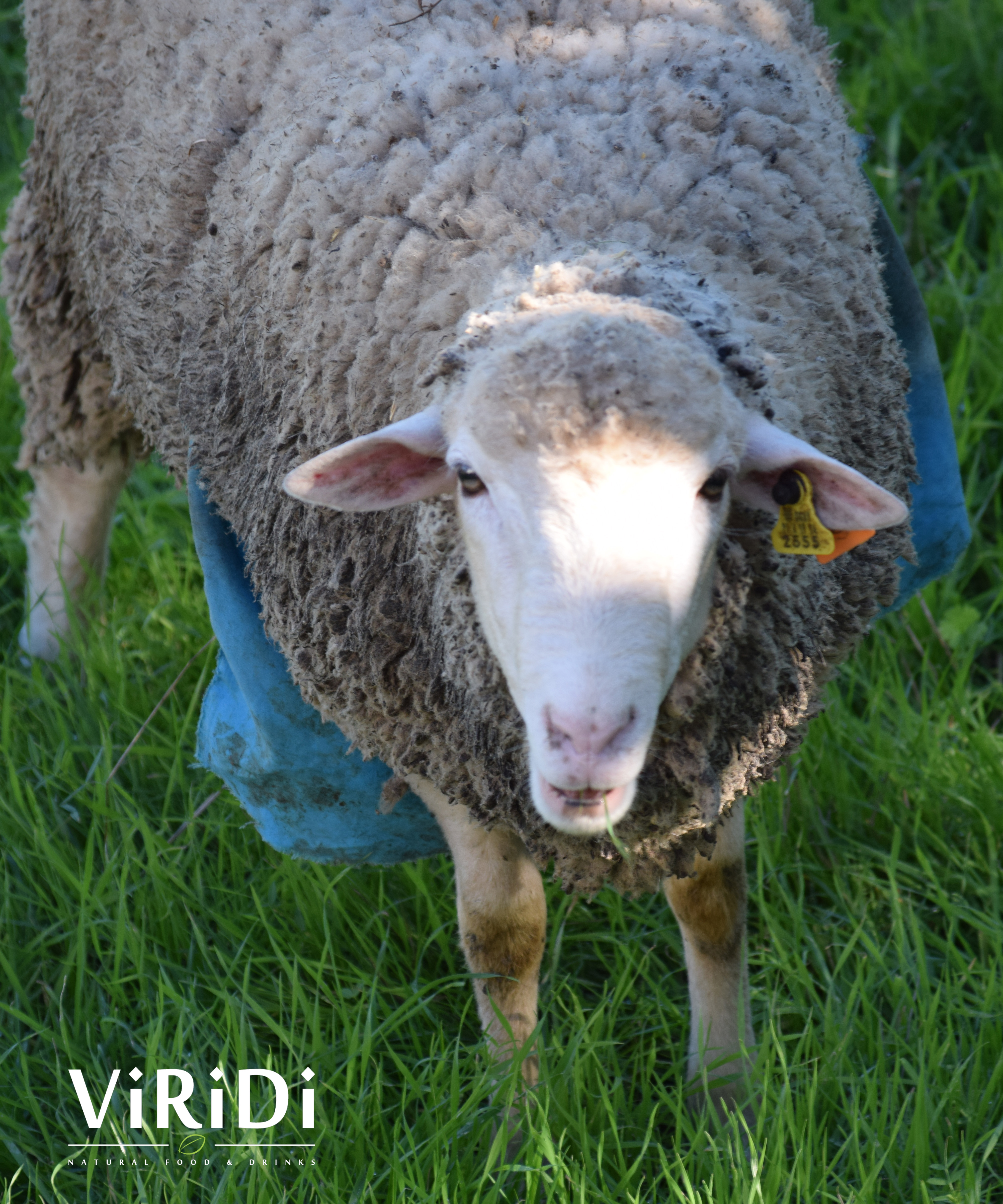 Fauna - São Sebastião